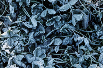 Frosen leafs and grass