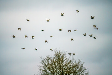 a large flock of starlings (Sturnus vulgaris) flying low over grassland on Salisbury Plain Wiltshire UK