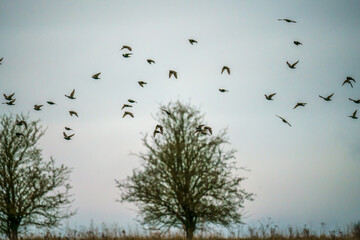 a large flock of starlings (Sturnus vulgaris) flying low over grassland on Salisbury Plain Wiltshire UK