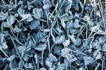 Frosen leafs and grass