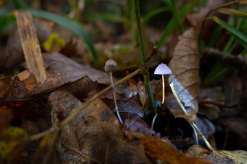 mushrooms in the forest