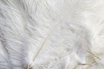 white ostrich feathers with a visible texture