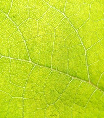 Green leaf. image