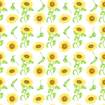 Sunflower seamless pattern. Hand painted watercolor farm flowers with leaves and stems illustration. Yellow flower heads isolated on white background for textile, wrapping, fabrics, wallpaper.