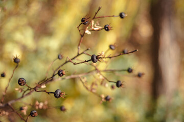 background image with tree branches