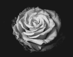 Close-up grayscale shot of a rose on a black background.