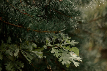 background image with tree branches