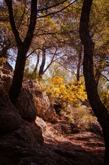 autumn in the park