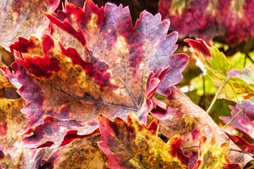 Abstract view of autumn vine leaves
