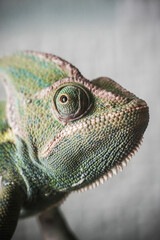 Obraz premium Chameleon head background. Lizard closeup portrait. Wildlife animal isolated.