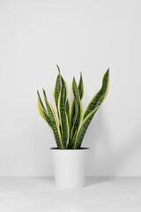 Sansevieria plant in a modern flower pot stands on a gray table on a white background. Home plant Sansevieria trifa. Home Gardening concept. Selective focus.