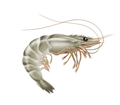 crevette grise, animal, crustac&eacute;, mer, fruits de mer, griffe, aliment, nature, plage, isol&eacute;, rouge, carapace, marin, oc&eacute;an, blanc, eau, sable, aquatique, faune, gros plan, vie