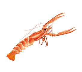 langoustine,   animal, crustacé, mer, fruits de mer, griffe, aliment, nature, plage, isolé, rouge, carapace, marin, océan, blanc, eau, sable, aquatique, faune, gros plan, vie,
