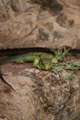 Naklejka na ściany i meble Wildlife photography of an arnado lizard.