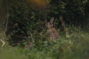 wildlife photography of wild rabbit