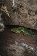 Wildlife photography of an arnado lizard.