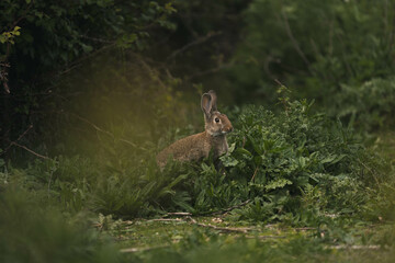 wildlife photography of wild rabbit