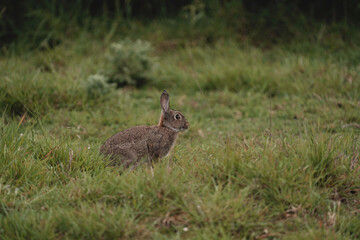 Naklejka na ściany i meble wildlife photography of wild rabbit