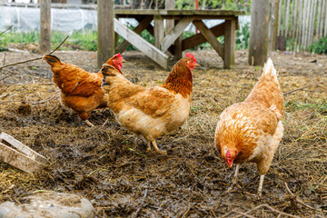 Free range chicken on organic animal farm freely grazing in yard on ranch background. Hen chickens graze on natural eco farm. Modern animal livestock and ecological farming. Animal rights concept