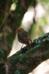 photograph of a robin in a tree