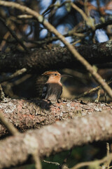 wildlife photography of a hoopoe