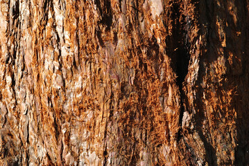 Close Up of Textured Grey Bark on Old Tree Trunk