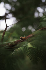 photograph of a snail on a branch