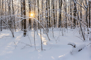 Snowy forest after snowfall