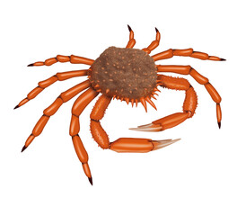 araignée de mer, animal, crustacé, mer, fruits de mer, griffe, aliment, nature, plage, isolé, rouge, carapace, fruits de mer, marin, océan, griffe, blanc, eau, sable, aquatique, faune, gros plan, vie,