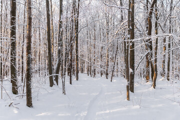 Forest trail in winter