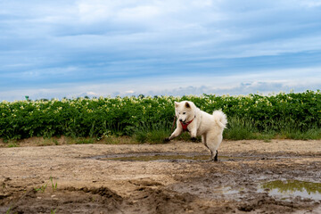 dog in the field