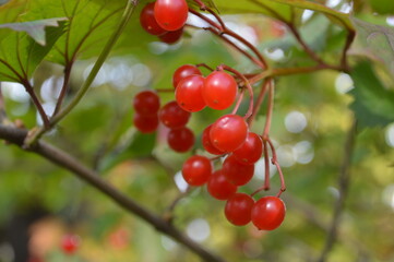 Close-up of red viburnum