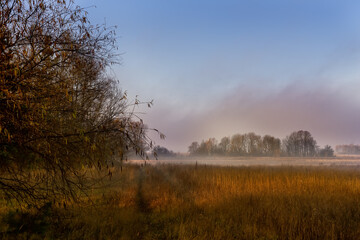 Fototapeta na wymiar Golden misty November morning. Red dry grass and forest in fog. 