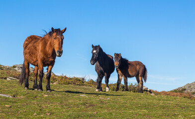 Wild horses at the mountains
