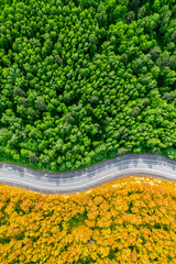 yellow autumn and green summer forest separated by a winding road. aerial view from a drone...