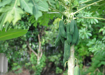 A papaya tree that bears fruit in a green organic garden