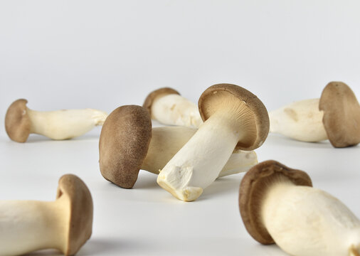Group of organic mushroom on white background