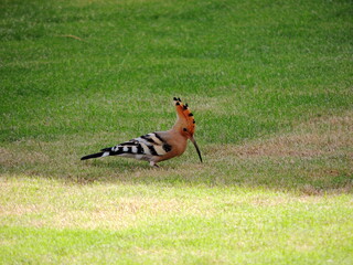 A beautiful hoopoe bird on the green grass in the city of Sharm el Sheikh, Egypt. Macro.