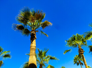 Palm trees against the blue sky in the city of Sharm el Sheikh, Egypt. Bottom view.