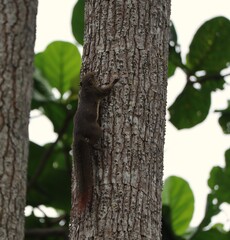 Obraz premium squirrel on a tree