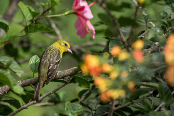 Female tropic Summer Tanager bird in Panama