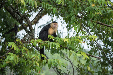 Portrait of Capuchin monkey in Panama 