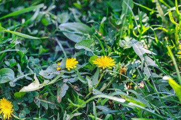 Field of fresh yellow dandelions and green grass in sunlight. Nature background. Spring concept. Closeup, selective focus