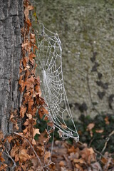 frost Net