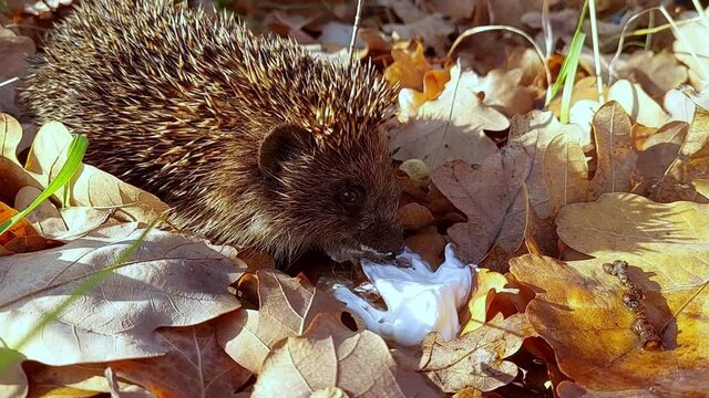 Hedgehog eats sour cream in the autumn forest.