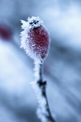 Obraz premium zimowy obraz 