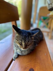 cat on the table