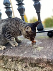 cat on the roof