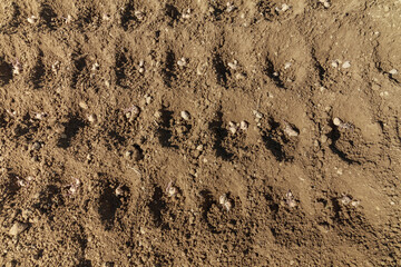 Sprouted potatoes in the soil. Potatoes are planted in the field in early spring.