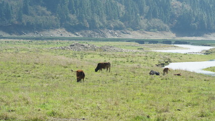 The river view with the water running over the grass land n the valley of the mountains